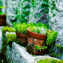 Small pots of green plants  screen for extension Chrome web store in OffiDocs Chromium