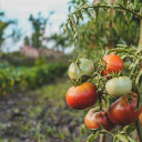 Small, pretty ripe tomatoes  screen for extension Chrome web store in OffiDocs Chromium