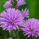Small purple petals  screen for extension Chrome web store in OffiDocs Chromium