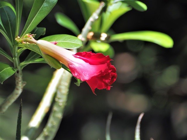 Download gratuito Small Red Flower Blossom Young - foto o immagine gratuita da modificare con l'editor di immagini online GIMP