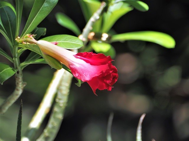 Free download Small Red Flower Blossom Young -  free photo or picture to be edited with GIMP online image editor