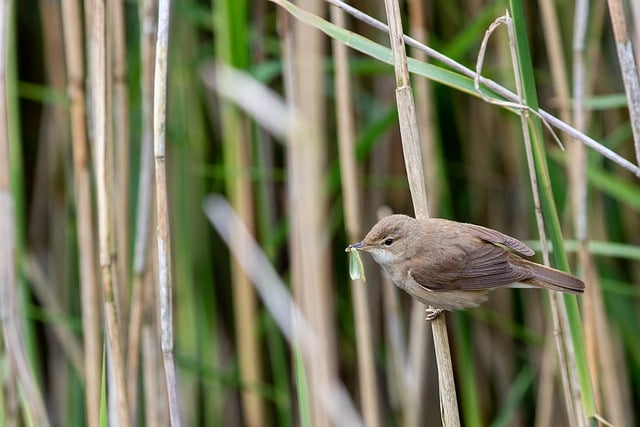 Free download small reed warbler bird ornithology free picture to be edited with GIMP free online image editor