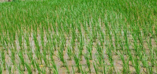 Descărcare gratuită Small Rice Farm - fotografie sau imagini gratuite pentru a fi editate cu editorul de imagini online GIMP
