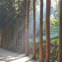 Small road and large trees  screen for extension Chrome web store in OffiDocs Chromium