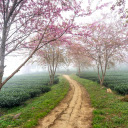 Small road full of flowers  screen for extension Chrome web store in OffiDocs Chromium