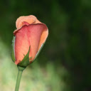 Small Rose Bud  screen for extension Chrome web store in OffiDocs Chromium