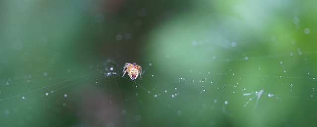 Free download small spider spider web nature free picture to be edited with GIMP free online image editor