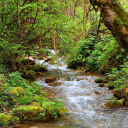 Small stream next to the forest  screen for extension Chrome web store in OffiDocs Chromium