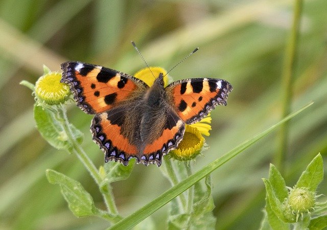 دانلود رایگان Small-Turtoise Shell Butterfly - عکس یا تصویر رایگان قابل ویرایش با ویرایشگر تصویر آنلاین GIMP