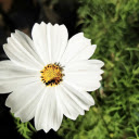 Small White Flower  screen for extension Chrome web store in OffiDocs Chromium
