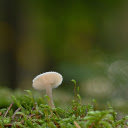 Small White Mushroom on Moss  screen for extension Chrome web store in OffiDocs Chromium