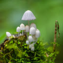 small white mushrooms  screen for extension Chrome web store in OffiDocs Chromium