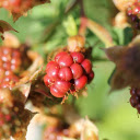 Small wild raspberries  screen for extension Chrome web store in OffiDocs Chromium