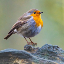 SMALL YELLOW FEATHER BIRD THEME  screen for extension Chrome web store in OffiDocs Chromium SMALL YELLOW FEATHER BIRD THEME  screen for extension Chrome web store in OffiDocs Chromium