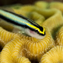 Small yellow fish with black stripes  screen for extension Chrome web store in OffiDocs Chromium