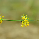 Small yellow flower branch  screen for extension Chrome web store in OffiDocs Chromium Small yellow flower branch  screen for extension Chrome web store in OffiDocs Chromium