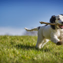 Smart dog  screen for extension Chrome web store in OffiDocs Chromium