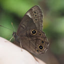 Smoke Gray Butterfly  screen for extension Chrome web store in OffiDocs Chromium