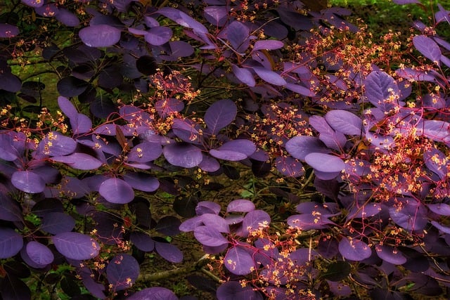 Free download smoketree cotinus smoke bush free picture to be edited with GIMP free online image editor