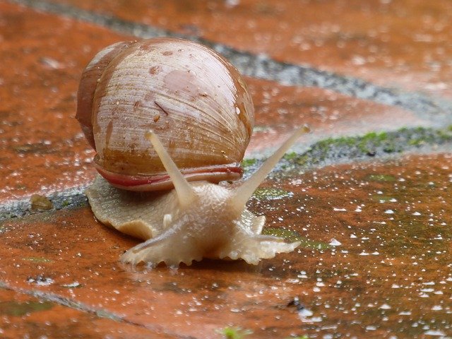 Descarga gratuita Snail Animal: foto o imagen gratuita para editar con el editor de imágenes en línea GIMP