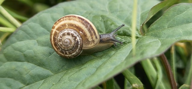 Free download snail animal mollusc gastropod free picture to be edited with GIMP free online image editor