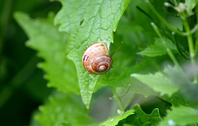 Free download snail animal mollusc snail shell free picture to be edited with GIMP free online image editor