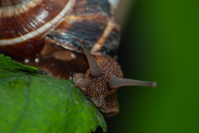 Free download snail animal mollusk house shell free picture to be edited with GIMP free online image editor