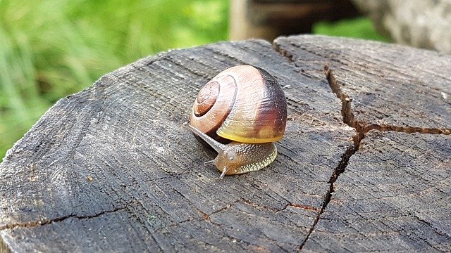 Unduh gratis Snail Animal Nature - foto atau gambar gratis untuk diedit dengan editor gambar online GIMP