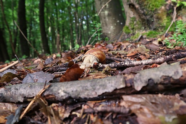 Muat turun percuma gambar percuma cangkerang hutan alam haiwan siput untuk diedit dengan editor imej dalam talian percuma GIMP