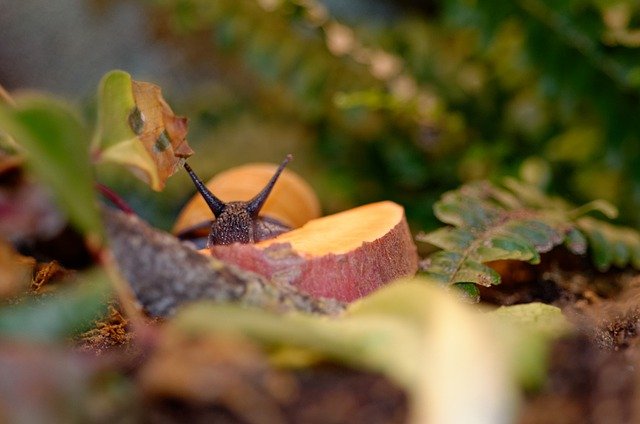Free download snail animal terrarium free picture to be edited with GIMP free online image editor