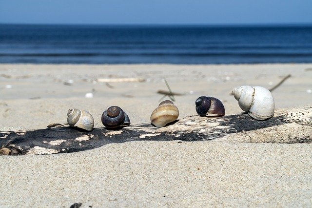 Free download Snail Beach Sea -  free photo or picture to be edited with GIMP online image editor