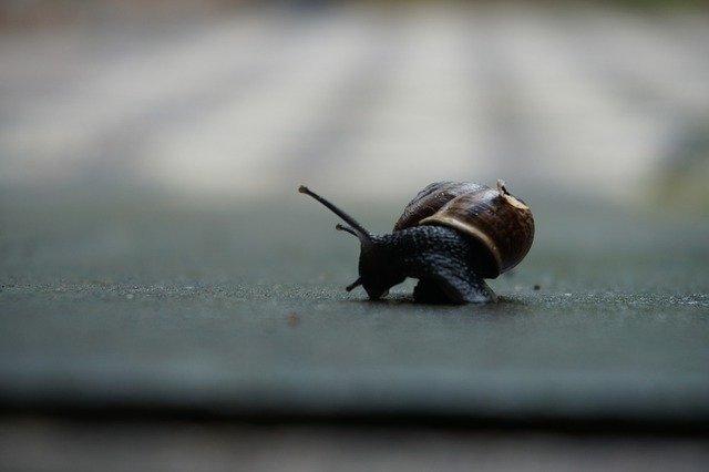 Gratis download Snail Black Shell - gratis foto of afbeelding om te bewerken met GIMP online afbeeldingseditor