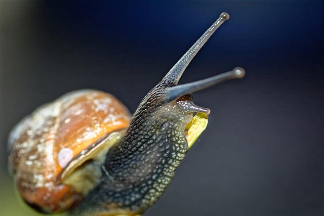 Free download snail climbing house feelers bokeh free picture to be edited with GIMP free online image editor