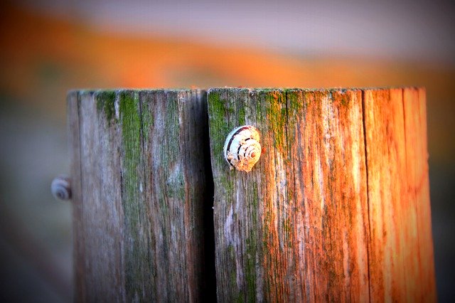 Gratis download Snail Close Up Nature - gratis foto of afbeelding om te bewerken met GIMP online afbeeldingseditor