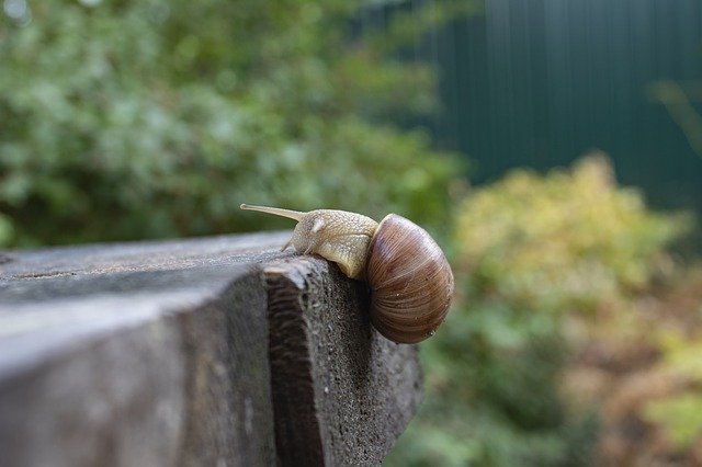 Unduh gratis Snail Creeps Slimy - foto atau gambar gratis untuk diedit dengan editor gambar online GIMP