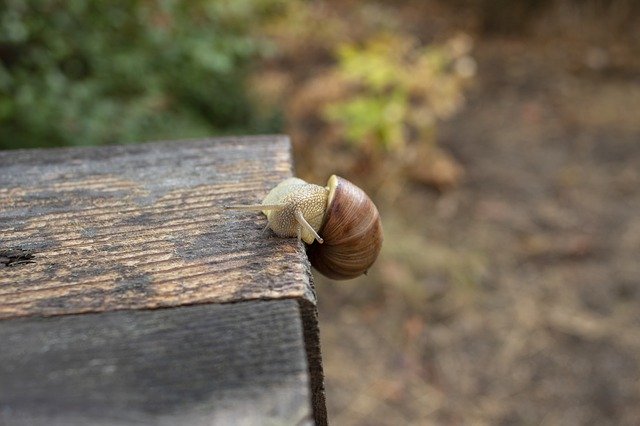 Free download Snail Creeps Slow -  free photo or picture to be edited with GIMP online image editor