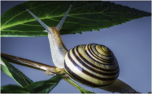 Free download Snail Fauna Mollusk -  free photo or picture to be edited with GIMP online image editor
