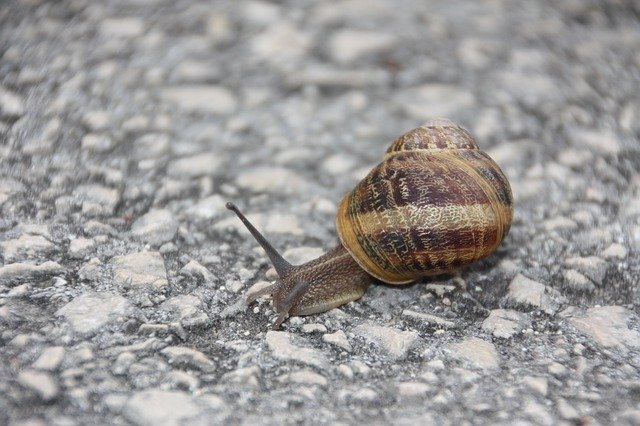 دانلود رایگان Snail Fauna Slowly - عکس یا تصویر رایگان قابل ویرایش با ویرایشگر تصویر آنلاین GIMP