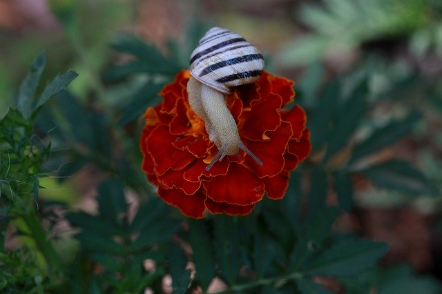 Free download Snail Flower Red -  free photo or picture to be edited with GIMP online image editor