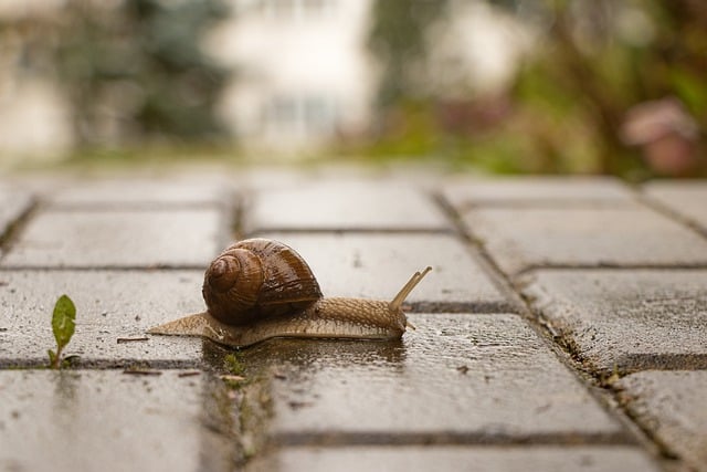 Free download snail flow slow rain city garden free picture to be edited with GIMP free online image editor
