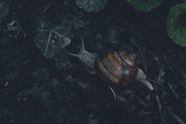 Free download snail forest forest floor gloomy free picture to be edited with GIMP free online image editor