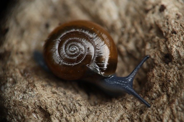 Descarga gratuita Snail Garden Molluscum: foto o imagen gratuita para editar con el editor de imágenes en línea GIMP