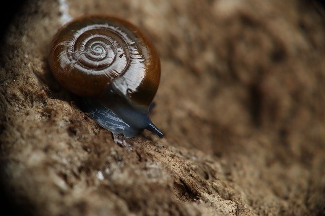 Free picture Snail Garden Molluscum Nature -  to be edited by GIMP free image editor by OffiDocs