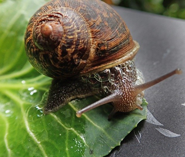 Unduh gratis Snail Garden Pest - foto atau gambar gratis untuk diedit dengan editor gambar online GIMP