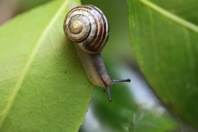 Free download snail garden snail banded snail free picture to be edited with GIMP free online image editor