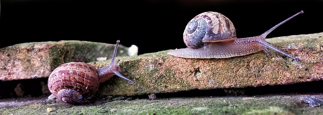 Free download snail gastropod wall race f1 free picture to be edited with GIMP free online image editor
