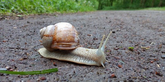 Free download Snail Giant Big -  free photo or picture to be edited with GIMP online image editor