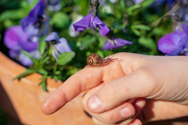 Free download Snail Hand House -  free photo or picture to be edited with GIMP online image editor