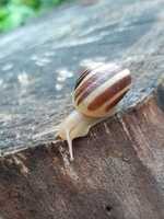 Free download Snail HWBL 01 003 free photo or picture to be edited with GIMP online image editor
