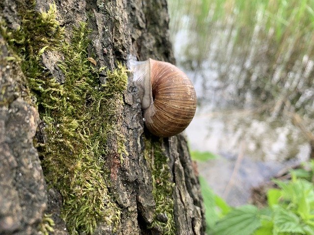 Free download Snail Lake Poland -  free photo or picture to be edited with GIMP online image editor